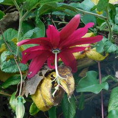 Passiflora antioquiensis