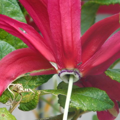 Passiflora antioquiensis