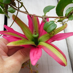 Passiflora antioquiensis