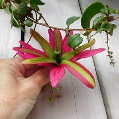 Passiflora antioquiensis