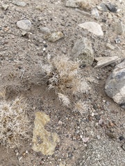 Dasyochloa pulchella