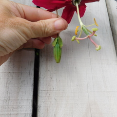Passiflora antioquiensis