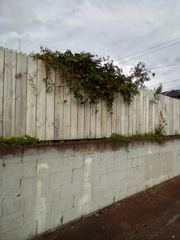 Passiflora antioquiensis