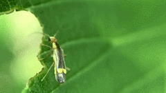 Malthinus occipitalis