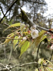Prunus transarisanensis