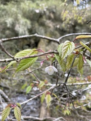 Prunus transarisanensis