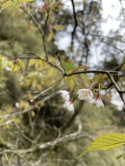 Prunus transarisanensis