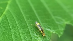 Malthinus occipitalis