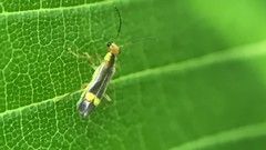 Malthinus occipitalis