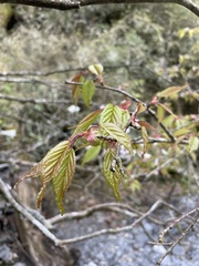 Prunus transarisanensis