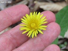 Taraxacum ussuriense
