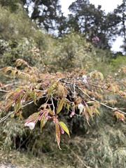 Prunus transarisanensis