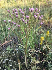 Erigeron acris kamtschaticus