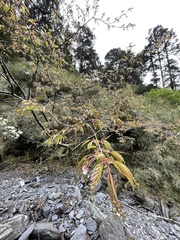 Prunus transarisanensis