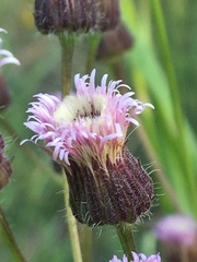 Erigeron acris kamtschaticus
