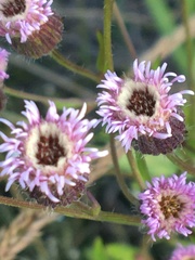 Erigeron acris kamtschaticus