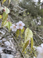 Prunus transarisanensis