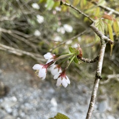 Prunus transarisanensis