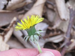 Taraxacum ussuriense