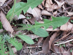Taraxacum ussuriense
