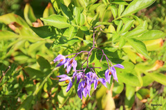 Solanum seaforthianum