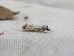 Acroplectis haemanthes