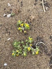 Eriophyllum multicaule