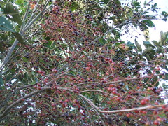 Vaccinium leucanthum