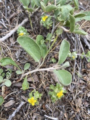 Eriophyllum multicaule