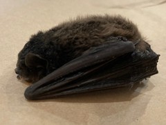 Chalinolobus gouldii