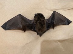 Chalinolobus gouldii