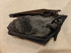 Chalinolobus gouldii