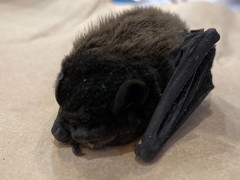 Chalinolobus gouldii