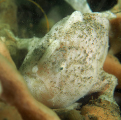 Lophiiformes