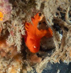 Lophiiformes