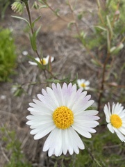 Layia erubescens