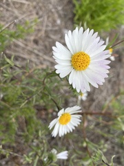 Layia erubescens
