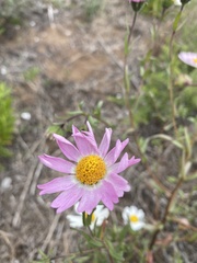 Layia erubescens