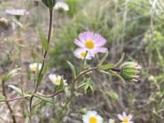 Layia erubescens