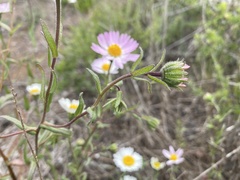 Layia erubescens