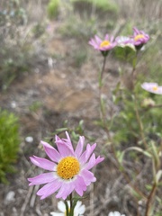 Layia erubescens