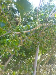 Melicope elleryana