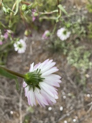 Layia erubescens