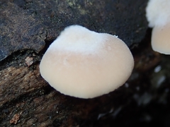 Lentinellus pulvinulus