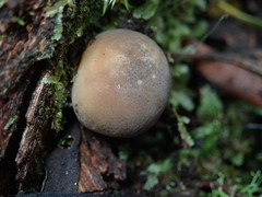 Lycoperdon subincarnatum