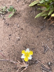 Hesperomecon linearis