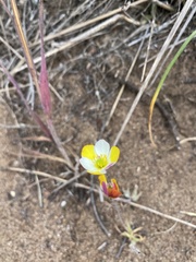 Hesperomecon linearis