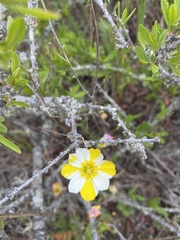 Hesperomecon linearis