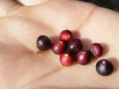 Vaccinium leucanthum