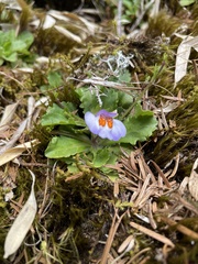 Mazus alpinus